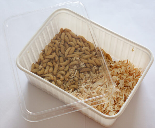 Bienenmaden